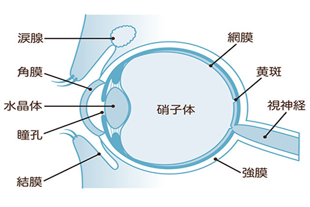 眼睛玻璃體出血怎么治？